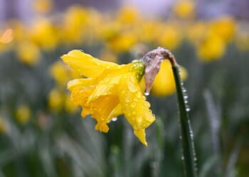 Who was St David and what is St David's Day?