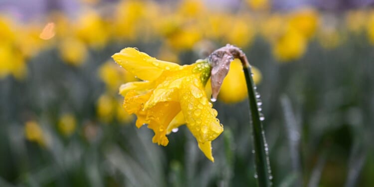Who was St David and what is St David's Day?