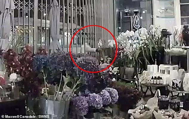 Katia would reach through the rails to reach flowers, later using a branch to hook the flowers closer and smashing a vase in the process