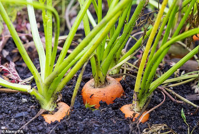 Gardeners will have to keep a careful eye on the weather, as those living in the colder areas will have to plant their seeds later as to not stress their crops