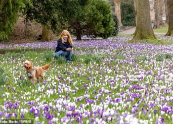 A woman takes photographes of crocus flowers at Bournville Park in Birmingham this morning