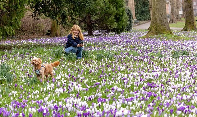 A woman takes photographes of crocus flowers at Bournville Park in Birmingham this morning