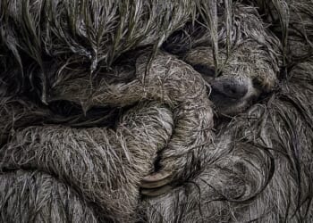 A brown-throated three-toed sloth mother cradles her young in her arms to shelter it from the rain