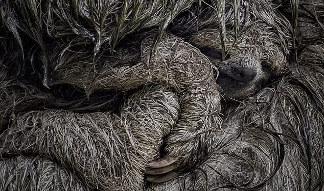 A brown-throated three-toed sloth mother cradles her young in her arms to shelter it from the rain