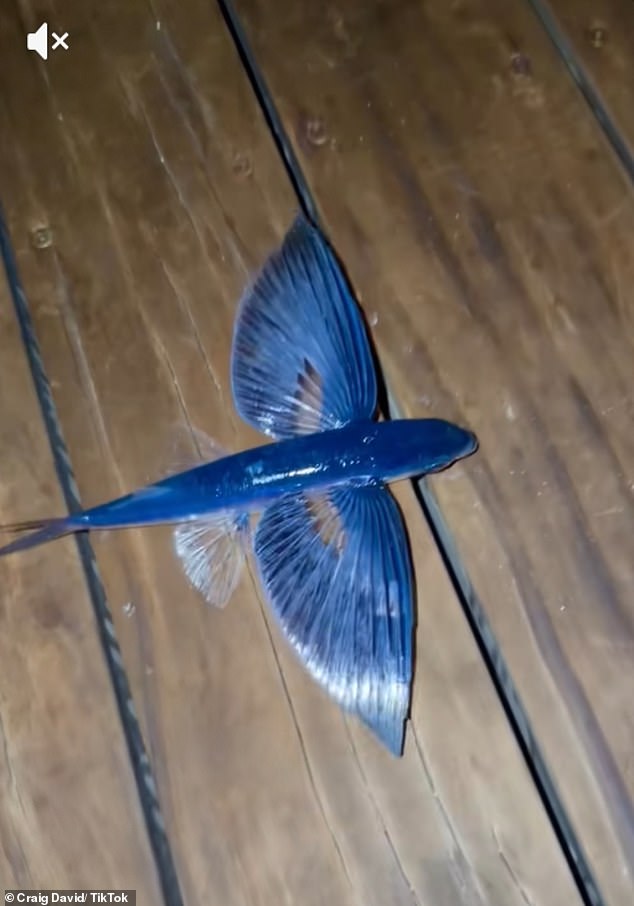 The video ended up going viral online after footage showed just moments after Craig had thrown it into the water, it was eaten up by a bigger fish