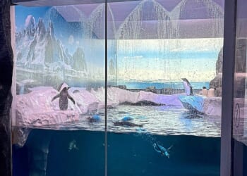 Why are these penguins imprisoned in a London dungeon?