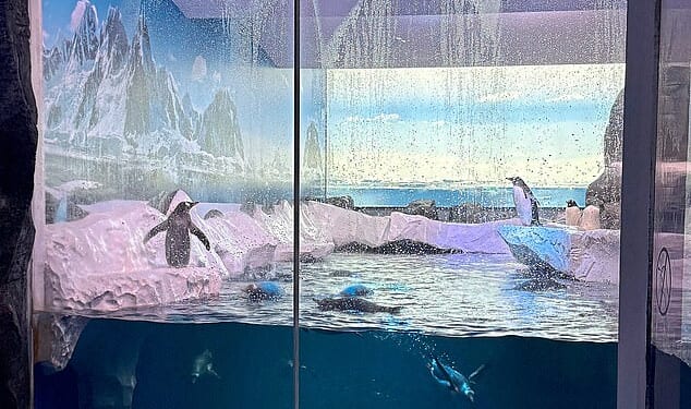 Why are these penguins imprisoned in a London dungeon?