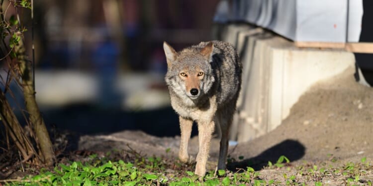 A photograph of a coyote walking between homes in an urban area.
