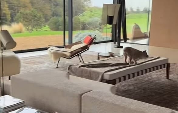 The former talk show host showed off her Cotswolds home while filming her dogs Sport and Kid chasing each other in October