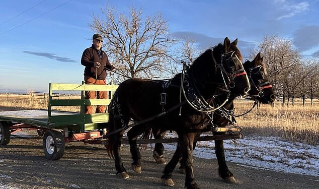 Allen Hatch, 53, took his horses Coal and Onyx into Powell, Wyoming, to pick up horse feed and decided to pick up a burger and fries at McDonald's