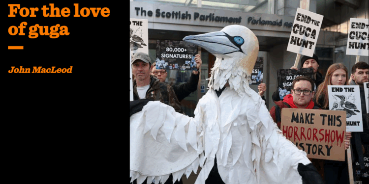 For the love of guga | John MacLeod