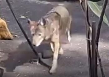Horror moment coyote chases screaming boy, 3, outside family home as he desperately sprints back to mum