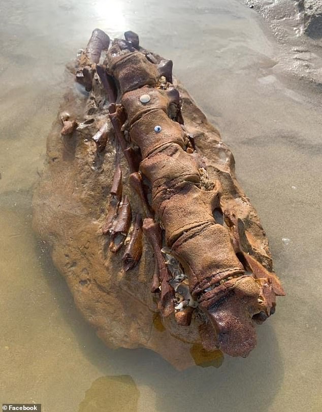 The family discovered a 20-million-year-old whale skeleton while walking on Ocean Grove Beach on Victoria’s Bellarine Peninsula