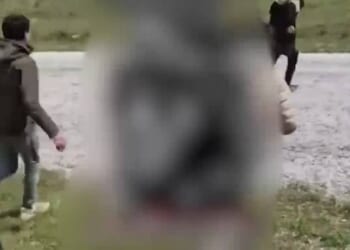 Footage shared by a suspected smuggler of migrants running through a patch of woodland during their journey to the UK