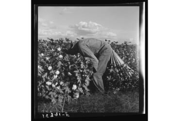 Mexican history takes a personal turn in ‘Autobiography of Cotton’