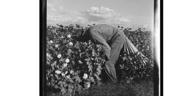 Mexican history takes a personal turn in ‘Autobiography of Cotton’