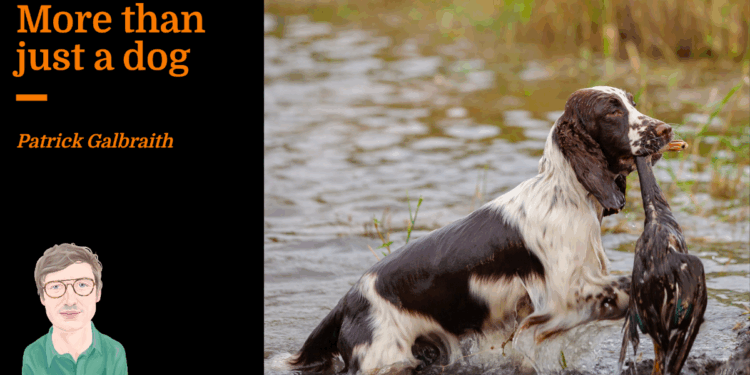 More than just a dog | Patrick Galbraith