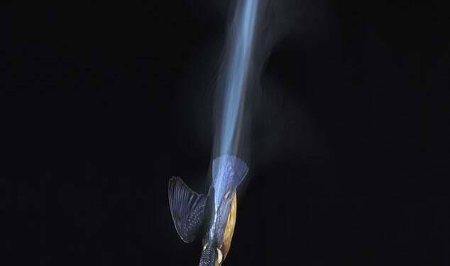 The striking image, produced without photoshop or artificial intelligence, shows the bird diving into a pond at night in Kirkcudbright, Dumfries and Galloway