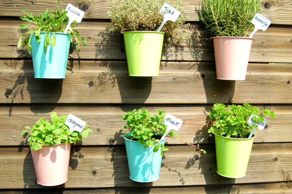Six colorful pots of herbs with labels for oregano, mint, parsley, rosemary, thyme, and rucola are mounted on a wooden wall.
