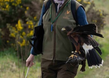 Candida with Bird, her Harris hawk