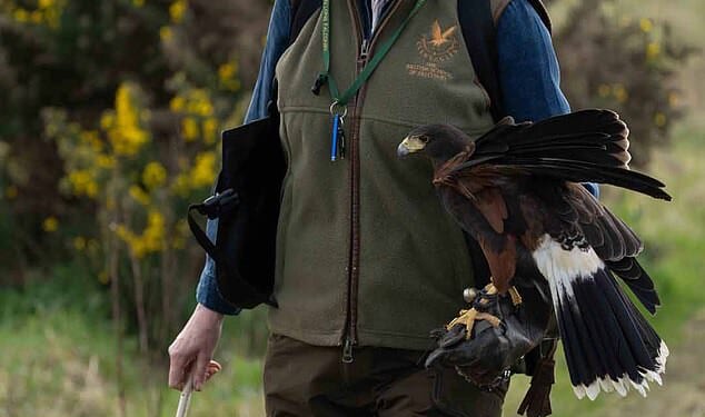 Candida with Bird, her Harris hawk