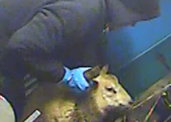 Undercover footage from a halal abattoir shows terrified sheep being thrown around and abused