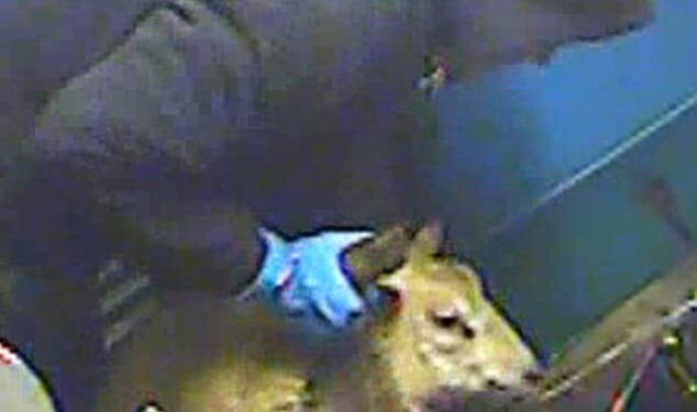Undercover footage from a halal abattoir shows terrified sheep being thrown around and abused