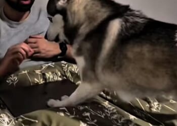 California-based business Traini is selling what it calls the 'world's first real-time human-dog conversational collar'