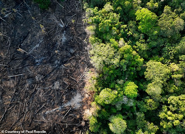 A drone shot shows the difference between ancient primary forest protected by Junglekeepers and the forest that is being destroyed
