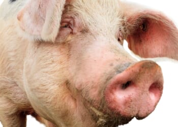 Urgent shortage of human transplant organs will see pigs farmed to supply hearts and kidneys within 2 YEARS