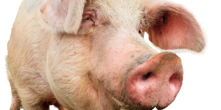 Urgent shortage of human transplant organs will see pigs farmed to supply hearts and kidneys within 2 YEARS