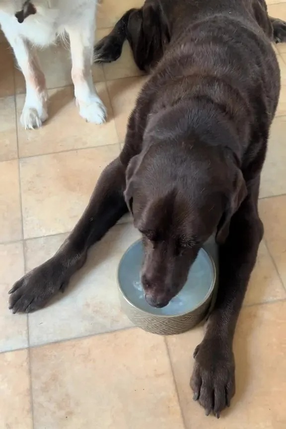 NINTCHDBPICT001063365404