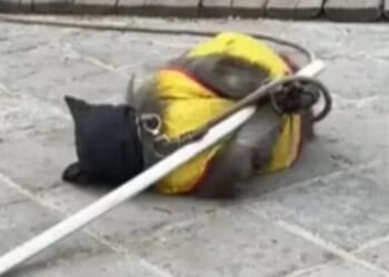 Cruel moment monkey is bound with hood over its head in mock execution in creepy show for children at ‘fantasy city’