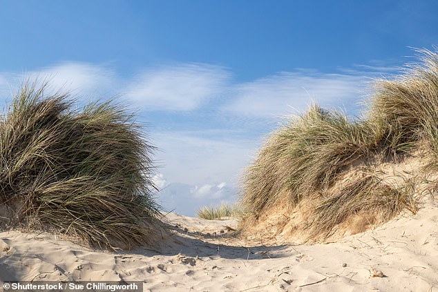 Grasses blowing in the wind on Walberswick beach, Suffolk, England
