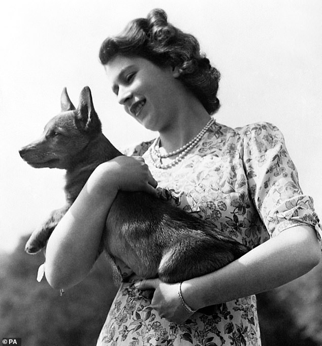 Even the late Queen's beloved Welsh corgis would not be deemed healthy under the new criteria. Pictured: Elizabeth II, who was then a princess, holding a corgi in September 1950