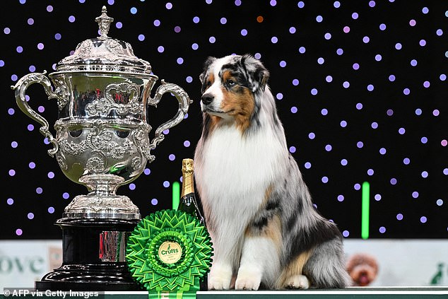 It has been suggested four of the last ten winners of best in show at Crufts would not pass the new assessment. Pictured: 2024 winner Viking, an Australian Shepherd - a breed which would not be deemed healthy under the new guidelines