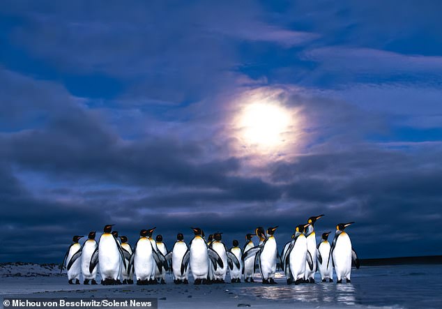 The Falkland Conservation group say the best time to visit is during the breeding season, typically from October to March
