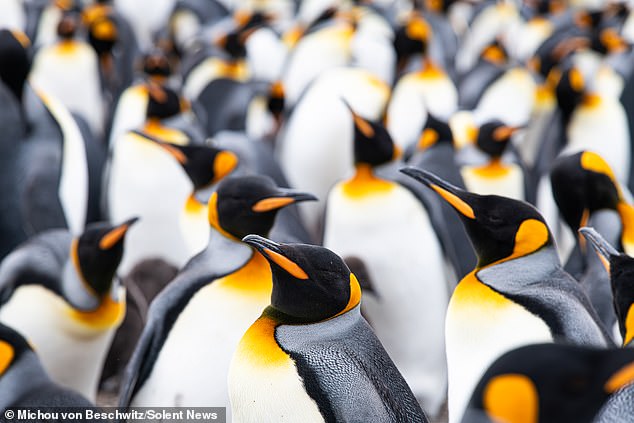 King penguins, growing up to 95cm tall, are the second largest species of penguin after the emperor penguin and are a major tourist attraction