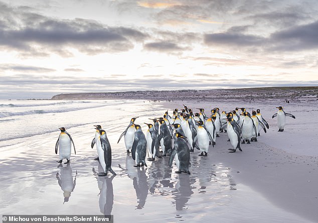 Easily identified by their bright orange-yellow neck plumage, there is thought to be a breeding population of more than 1,500 pairs of king penguins on the Falkland Islands