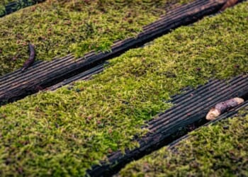 Spruce up your moss-covered decking with B&Q's sell-out gadget