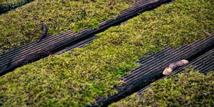 Spruce up your moss-covered decking with B&Q's sell-out gadget