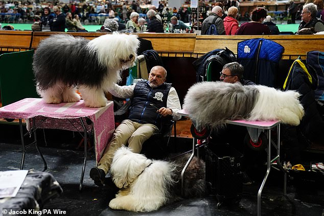 Old English Sheepdogs surround their owners as they rest before the event gets into full swing