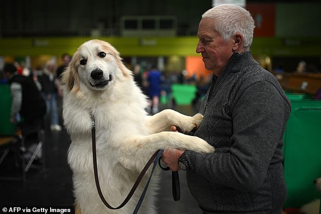 A handler and their Pyrenean Mountain Dog pose for a photograph