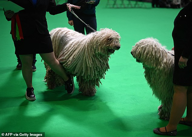 Komondor dogs are judged on the first day of the Crufts dog show at the National Exhibition Centre in Birmingham