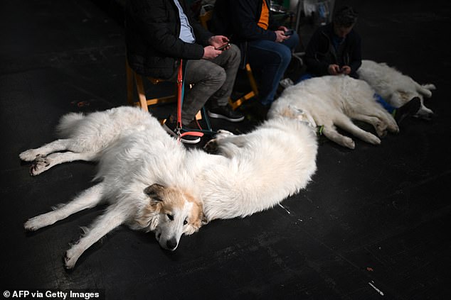 Pyrenean Mountain Dogs lie on the floor at the event getting some well deserved rest