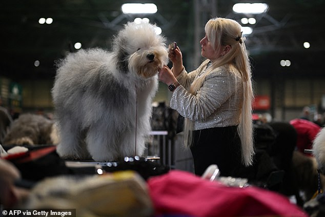 An Old English Sheepdog is groomed ahead of judging on the first day of the Crufts dog show at the National Exhibition Centre