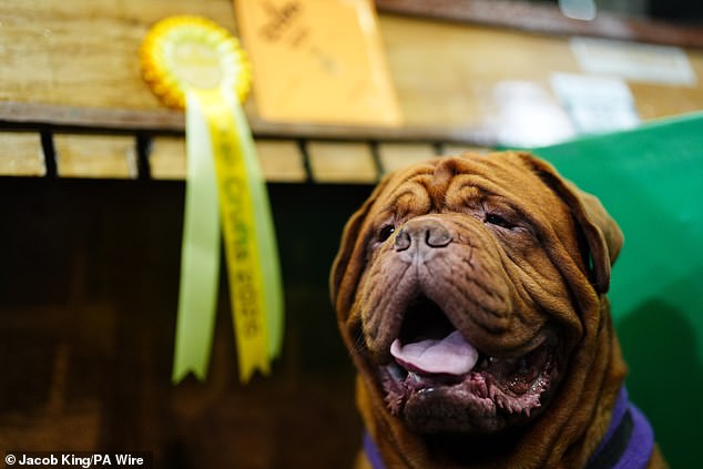 A Dogue de Bordeaux on the first day of the Crufts Dog Show has won a rosette