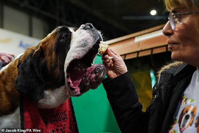 A St Bernard is fed a small snack by their owner on the first day, 18,600 dogs are competing