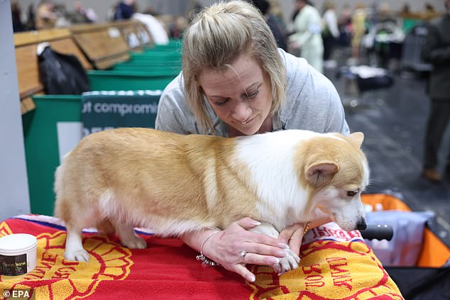 A Welsh Corgi is groomed as the owner inspects its toenails. The four-day event attracts 150,000 visitors