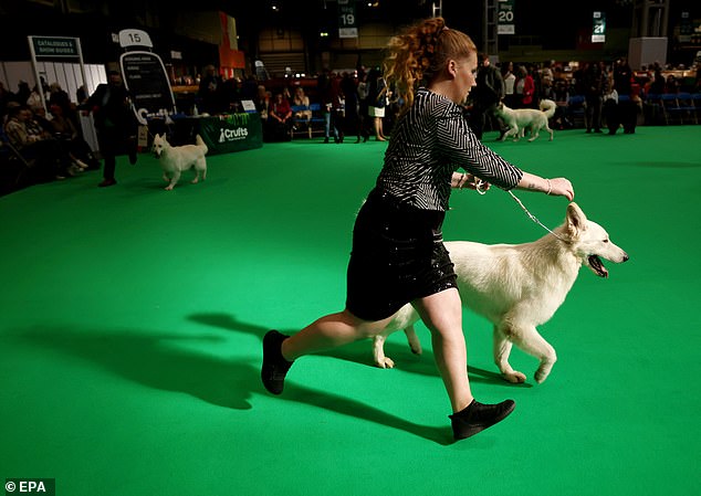 A dog is being shown by its owner at the show. She runs along beside him on a short lead